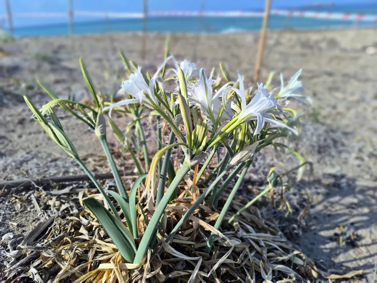 Aman dikkat: Bu çiçeği koparmanın cezası bir servete mal oluyor!