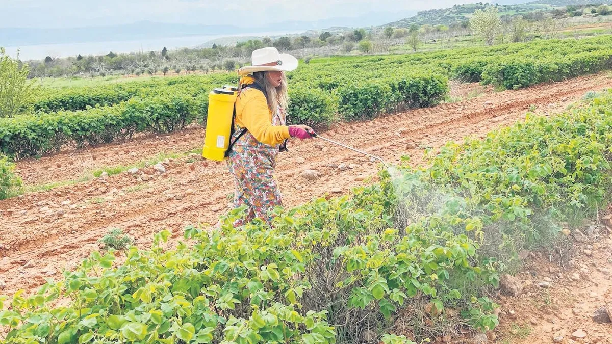 Kuruyan göl susuz tarımla geri döndü