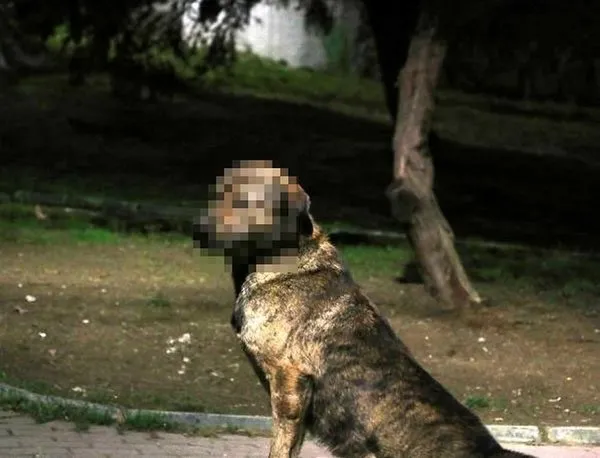 Köpeğe cinsel istismar iddiasıyla gözaltına alındı