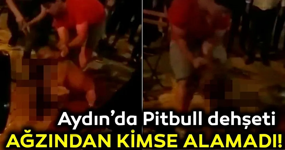 Aydın�da pitbull dehşeti! Pitbull�un saldırdığı kedi ağır yaralandı