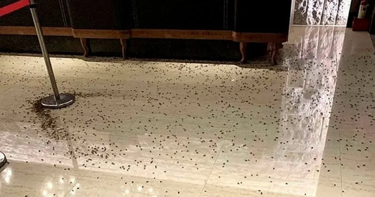 Tayvan’da görülmemiş olay! Hamam böcekleri ile saldırdılar