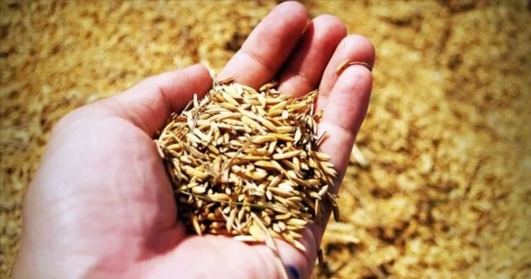 5 bin çiftçiye sertifikalı tohum dağıtıldı