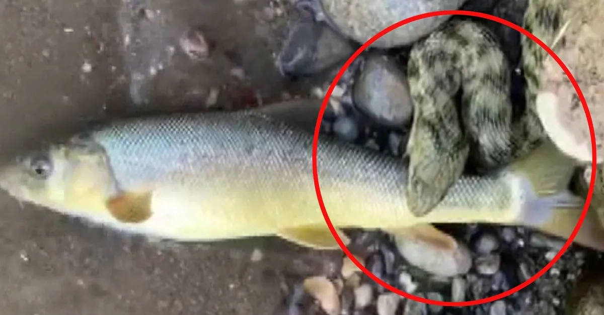 malatya da yilanin boyundan buyuk baligi yakalama ani kamerada video