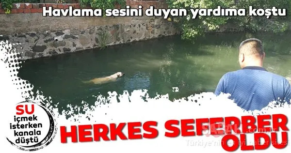 Sulama kanalına düşen köpek için seferber oldular