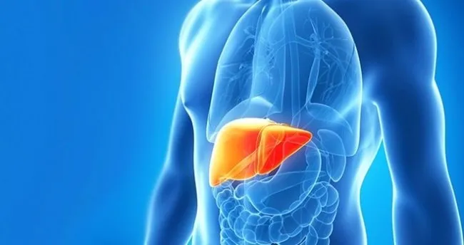 karaciger yetmezligi belirtileri nelerdir karaciger yetmezligi tedavi edilmezse ne olur saglik haberleri