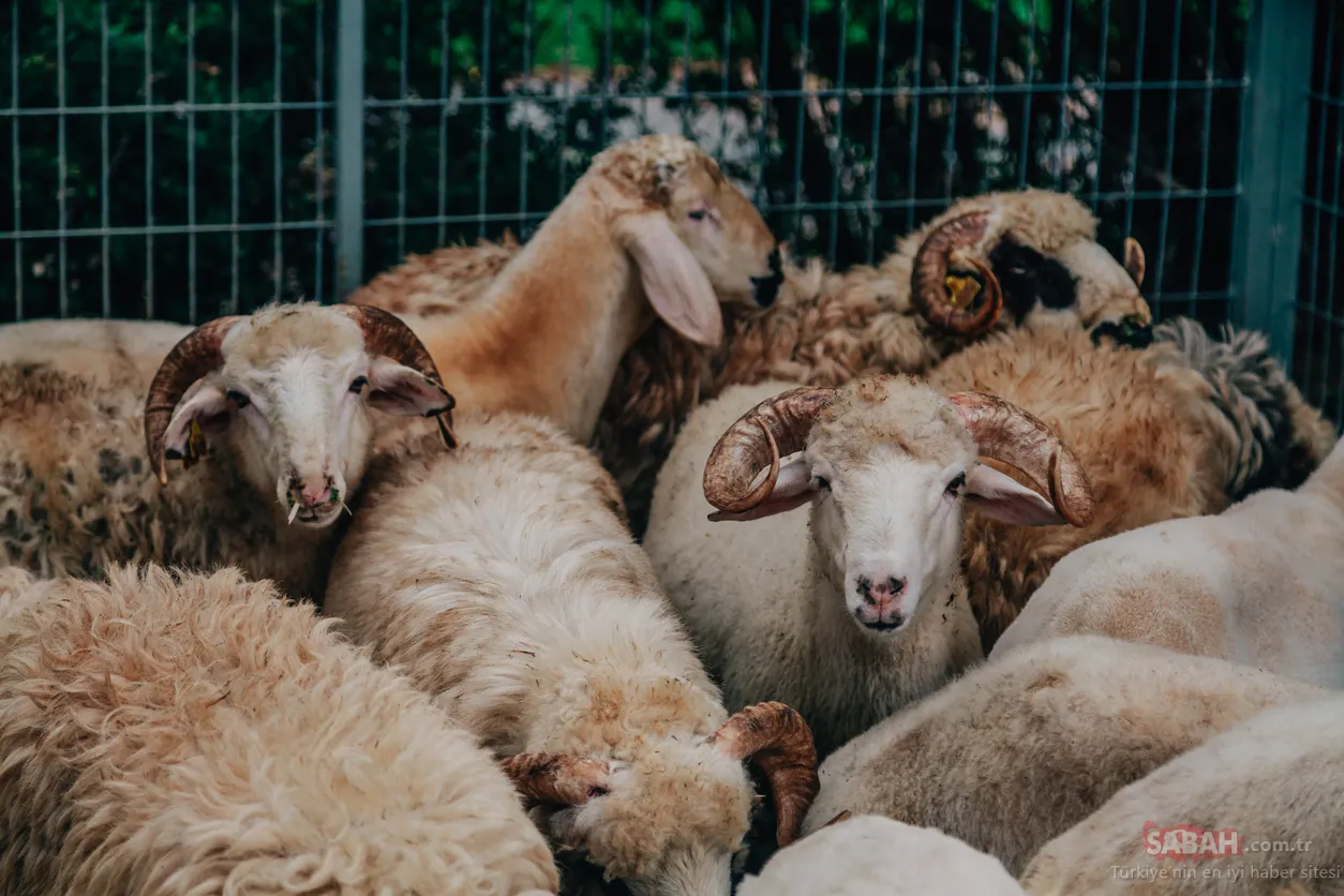 2020 diyanet takvimi kurban bayrami ne