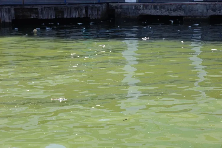 SON DAKİKA... İzmir Körfezi alarm veriyor! Kirlilik nedeniyle tehlikenin boyutu arttı: Binlerce ölü balık kıyıya vurdu!