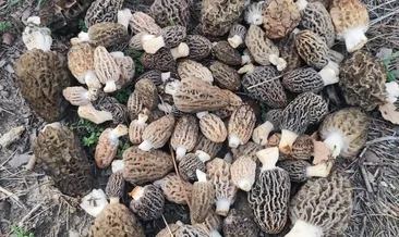 Muğla’da kuzugöbeğinin kilosu 1000 TL