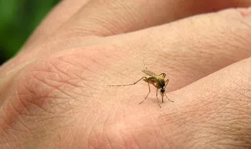 Sivrisinek ısırığına ne iyi gelir? Zehirli sivrisinek ısırığı şişmesi nasıl geçer?