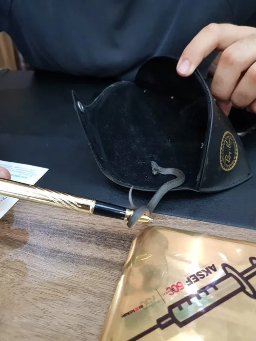 Samsun’da çift başlı yılan bulundu