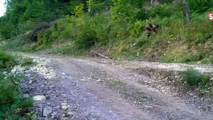 Yediği bal yüzünden fenalaşmıştı! Meşhur ayı Balkız yeniden ortaya çıktı | Video