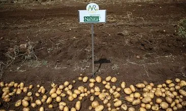 Yerli patates cinsi Nahita görücüye çıktı