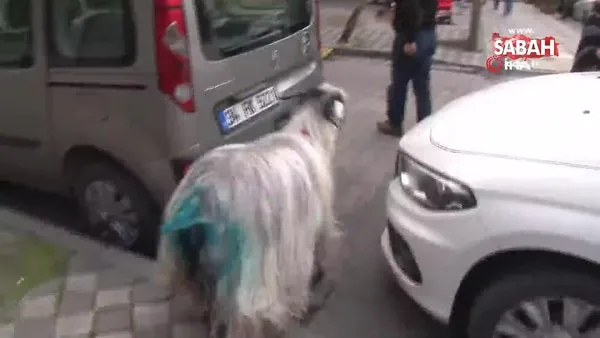 İstanbul'da sahibiyle lokantada yemek yiyen keçiye beslenmesi yasak olan köpek saldırdı!