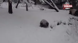 ABD’de karla tanışan panda doyasıya eğlendi