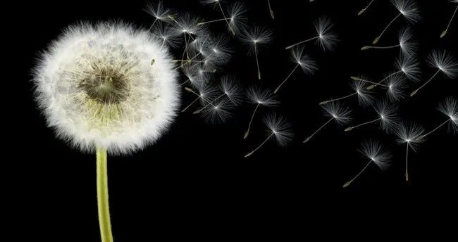 Karahindiba Çayı Nasıl Tüketilir, Demlenir? Karahindiba Çayı Günde Kaç Bardak İçilir?