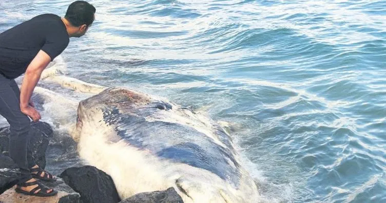 Ölü balina kıyıya vurdu