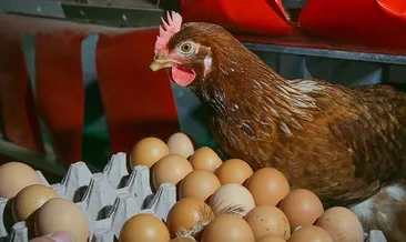 Tavuk eti üretimi nisanda arttı