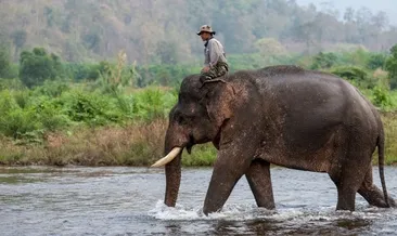Tayland’daki ünlü fil sahibini öldürdü