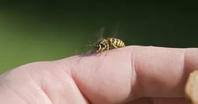 Arı-böcek ve sivrisinek sokmalarına karşı alınması gereken 10 önlem!