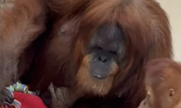 Dünyanın en yaşlı orangutanı doğum gününü kutladı!