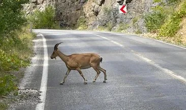 Koruma altındaki yaban keçileri görüntülendi