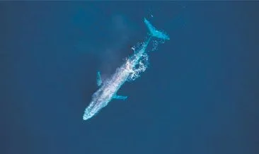 Mavi balina 100 yılda 3’üncü kez görüldü