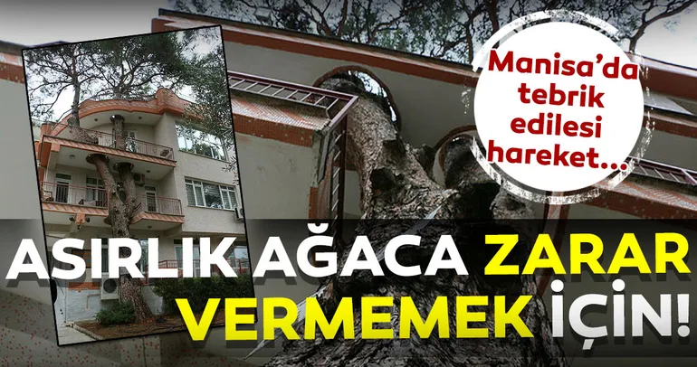 3 asırlık ağaç balkondan geçiyor!