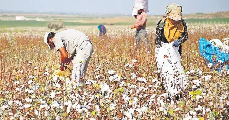 En yüksek destek çeltik ve pamuğa