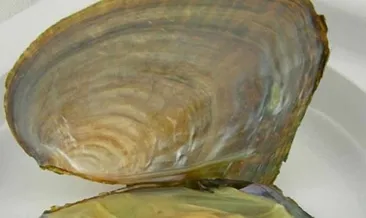 Rüyada istiridye görmek ne anlama gelir?