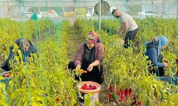 Harran Ovası’nda sera bereketi