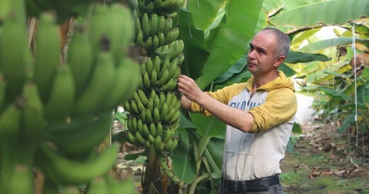 İmkansızı başardılar, Denizli’de muz ürettiler