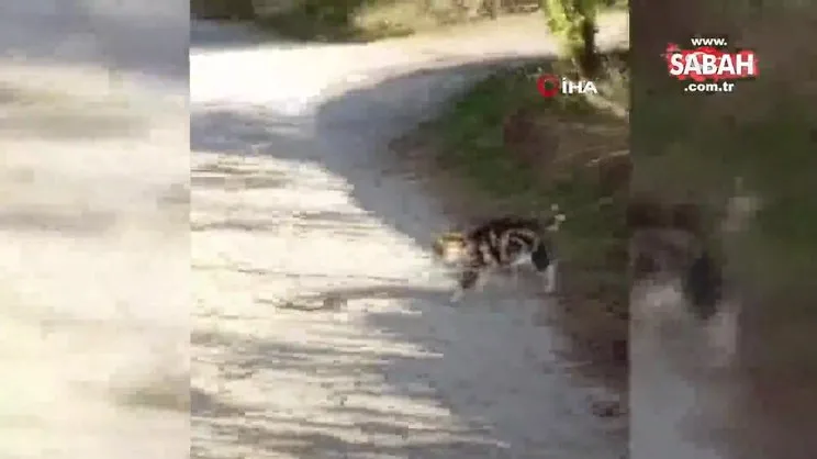 Kedilerin yılanla mücadelesi | Video