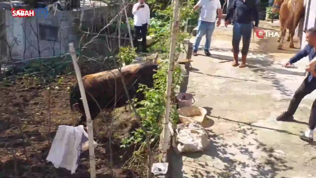 Rize’de kaçan kurbanlık büyük baş hayvan sahiplerine zor anlar yaşattı | Video videosunu izle Rize’de kaçan kurbanlık büyük baş hayvan sahiplerine zor anlar yaşattı | Video videosunu izle
