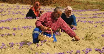 'Safranbolu Altını' olarak anılan safran hasadı başladı #karabuk