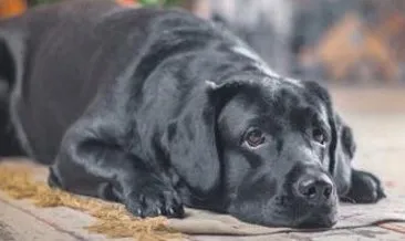 Dostlarını kaybeden köpekler yas tutuyor