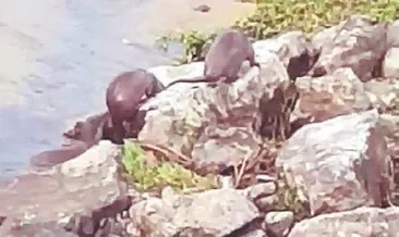 Melen Çayı’nda su samurları görüldü