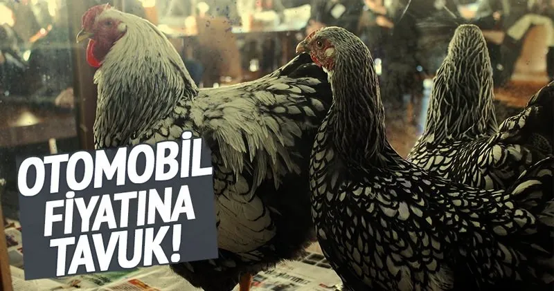 Otomobil Fiyatina Tavuk Ekonomi Haberleri