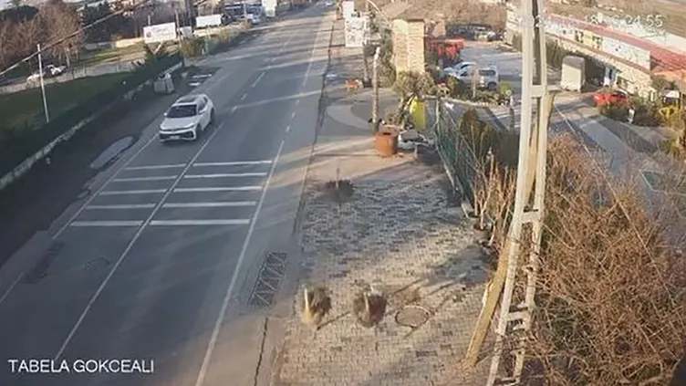 İstanbul’da işletmeden kaçan deve kuşları ortalığı birbirine kattı! İşte o anlar...