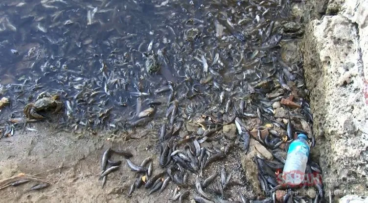 İstanbul’da skandal görüntüler; Denize atık su bırakıldı! Küçükçekmece’de milyonlarca balık öldü!