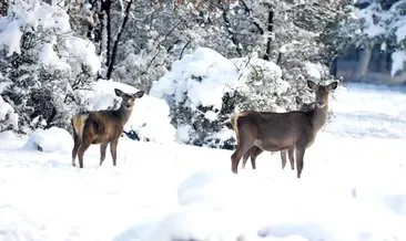 Kızıl geyikler, karlı ormanda ortaya çıktı!