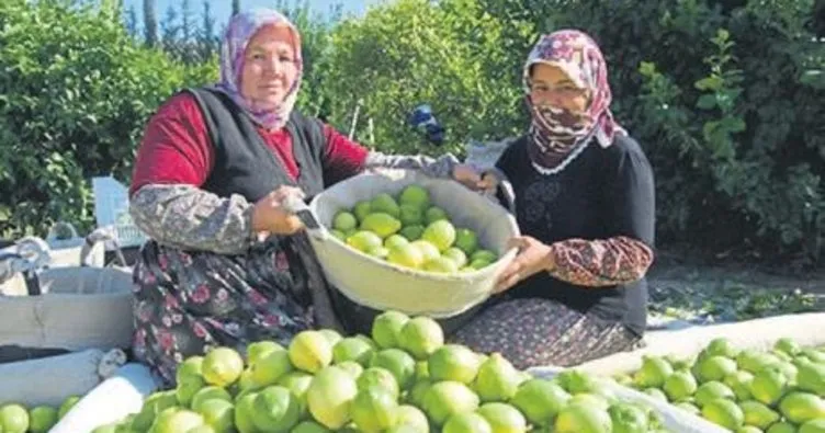 Mersin meyvecilikte Türkiye’nin başkenti