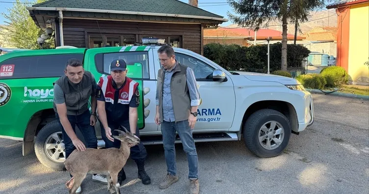 Yaralı Yaban Keçisine jandarma şefkati