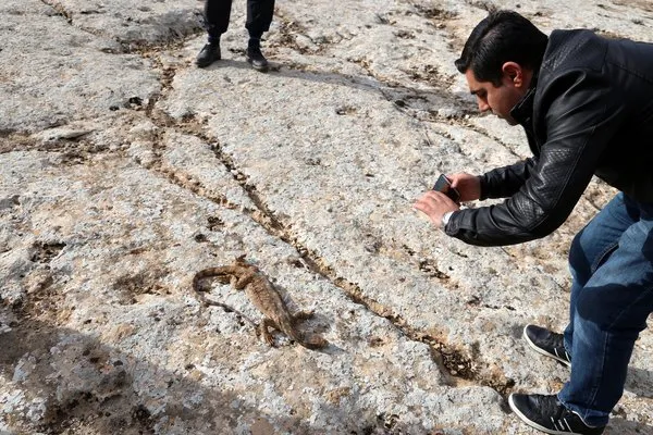 Şanlıurfa'da çöl varanı ölü bulundu