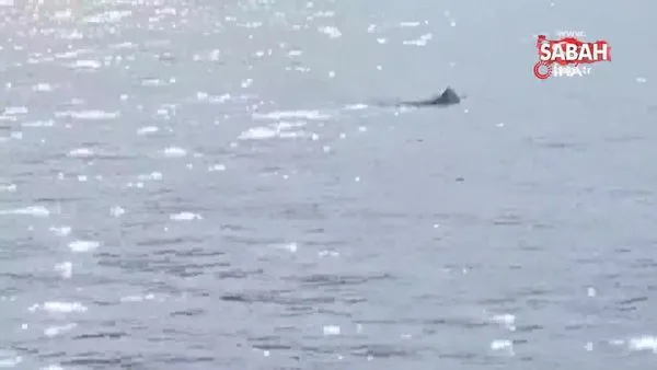 Marmaris'te köpek balığı, balinayı böyle kovaladı | Video