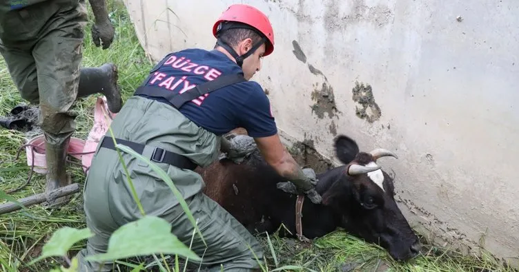 Bataklığa saplanan İnek kurtarıldı