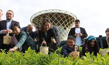 Çinli akademisyenler Rize'de çay topladı #rize