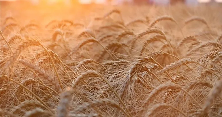 Rusya: Yaklaşık 25 milyon ton tahıl tedarik edebileceğiz