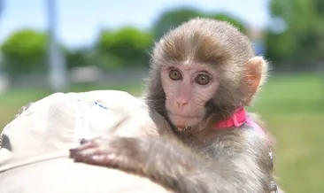 Kayser Hayvanat Bahçesi’nin yeni misafiri: örümcek maymunu