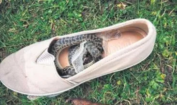 Piton yılanıyla 15 bin kilometre yol gitti