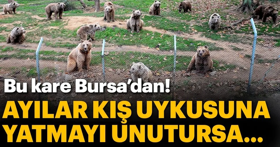 79 Ayi Kis Uykusu Icin Enerji Depoluyor Sayfa 3 En Son Haber